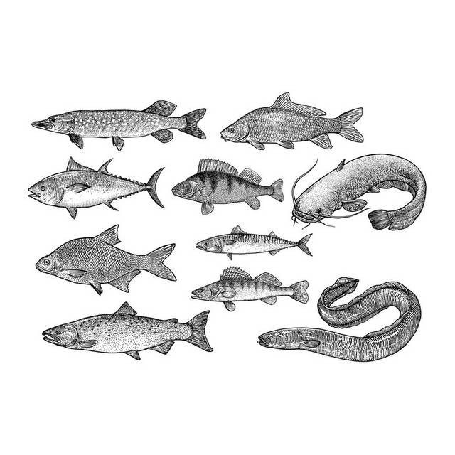 手绘海洋生物