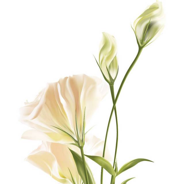 花素材