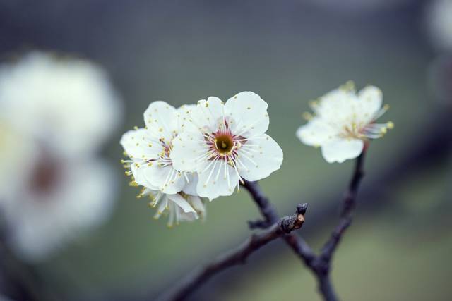 梅花图片