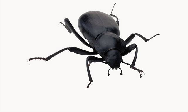 黑色甲虫图片