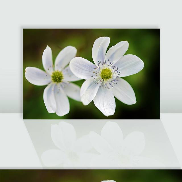 白色鲜花图片
