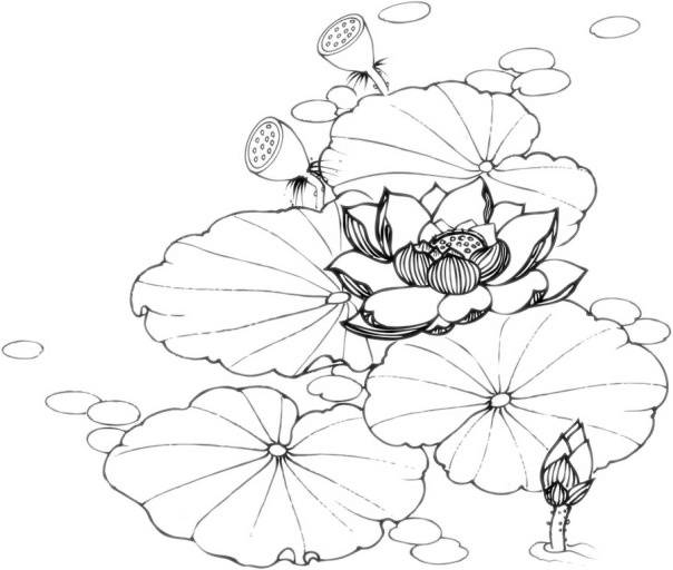 荷花