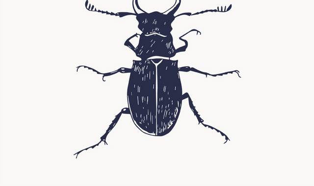 甲虫图片素材