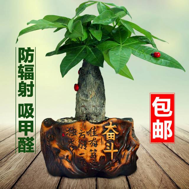 植物盆栽主图