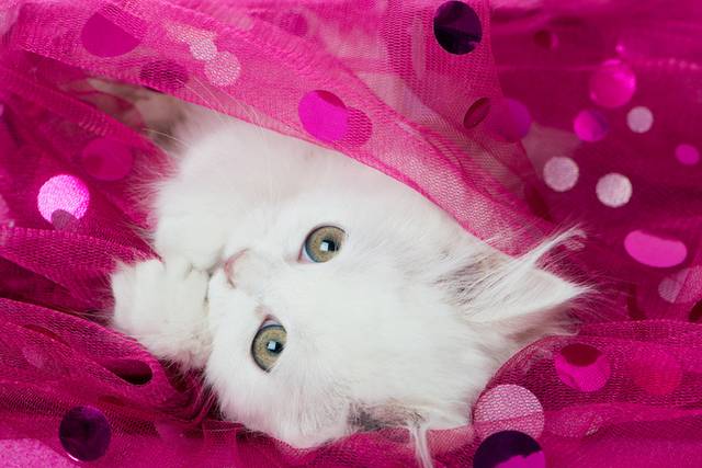 波斯猫