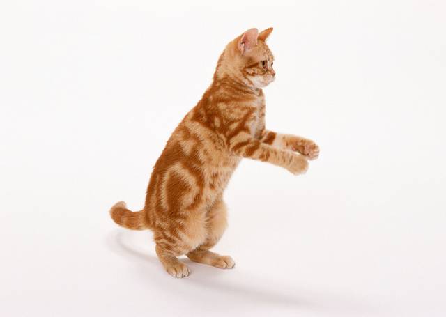 猫咪