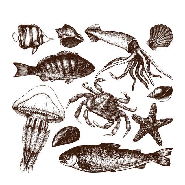 手绘海洋生物
