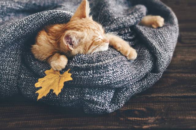 猫咪