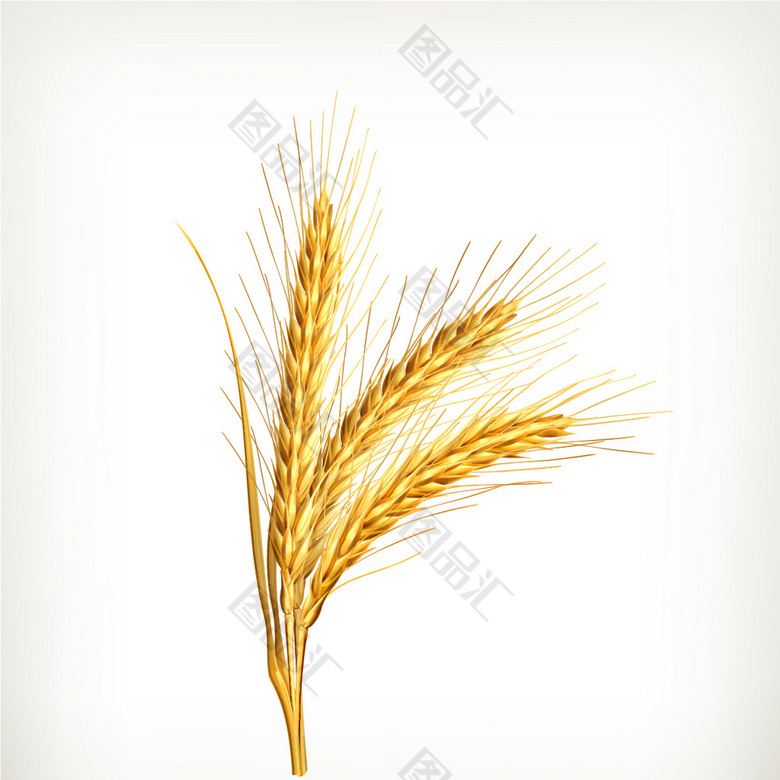小麦素材 小麦素材 小麦logo素材 图品汇 小麦素材 小麦素材 小麦logo素材 图品汇