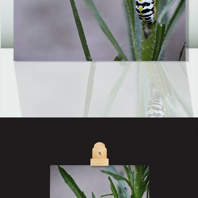 毛毛虫图片素材
