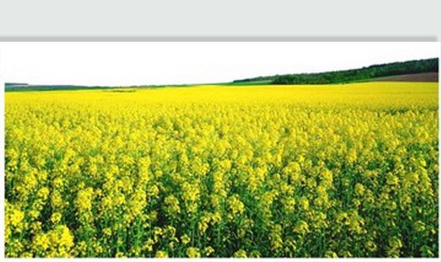 油菜花图片素材