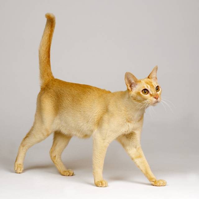 猫咪