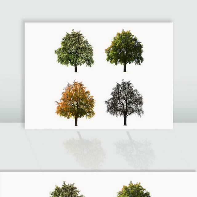 桉树四季图片