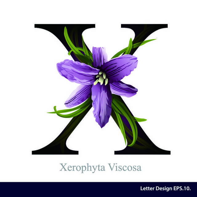 字母花