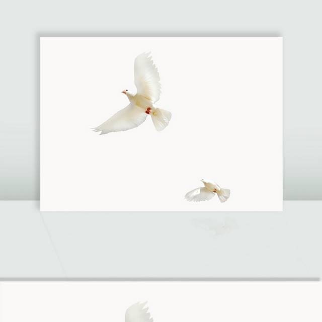 飞翔的白鸽