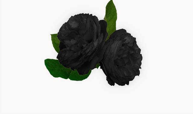 黑色染色花卉