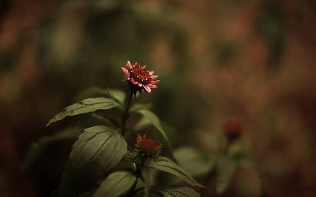 花卉