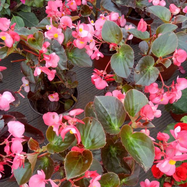花卉