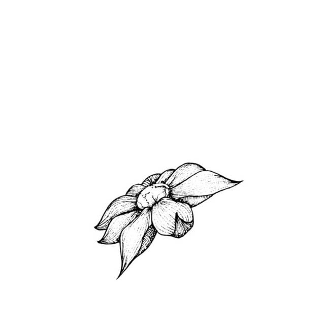 黑白花卉插画10