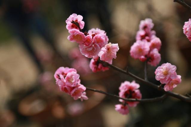 梅花图片