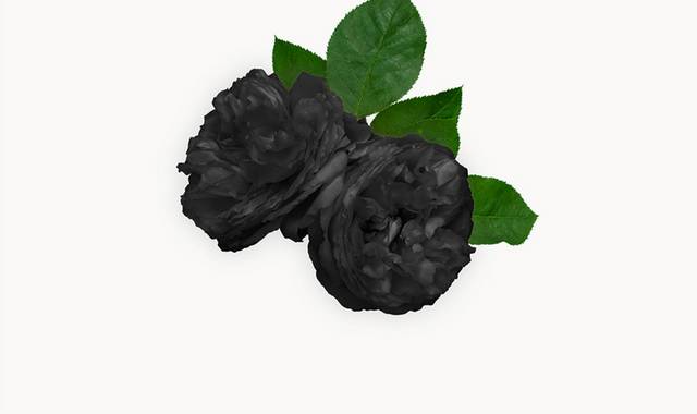 两朵黑色花卉