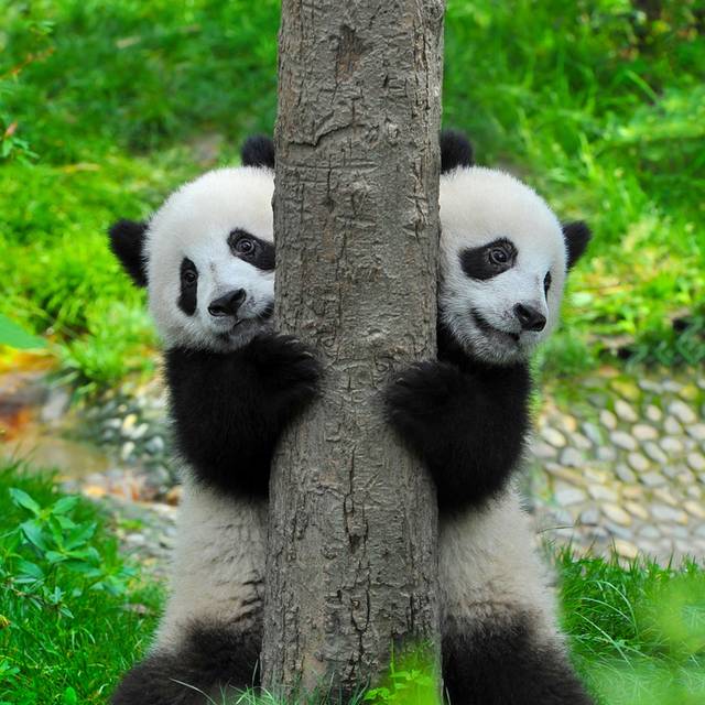 大熊猫图片