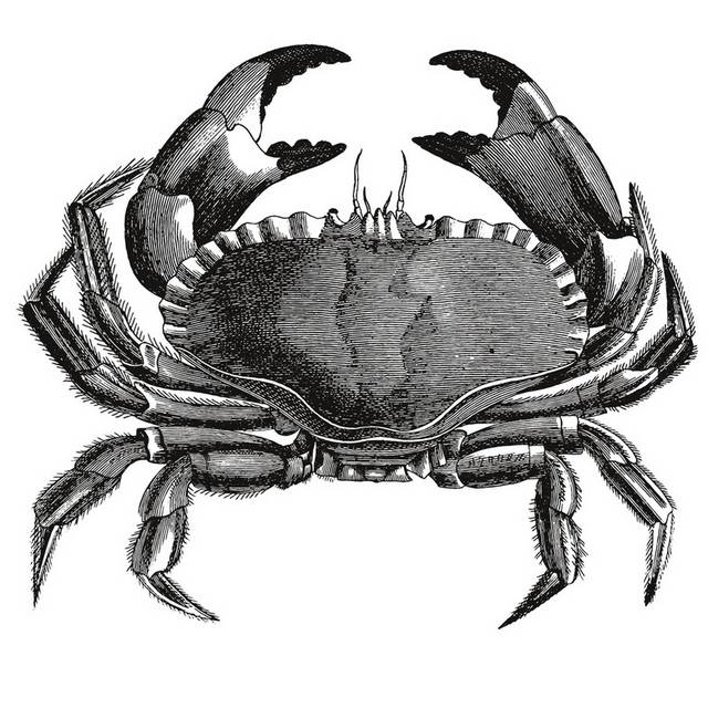 手绘海洋生物