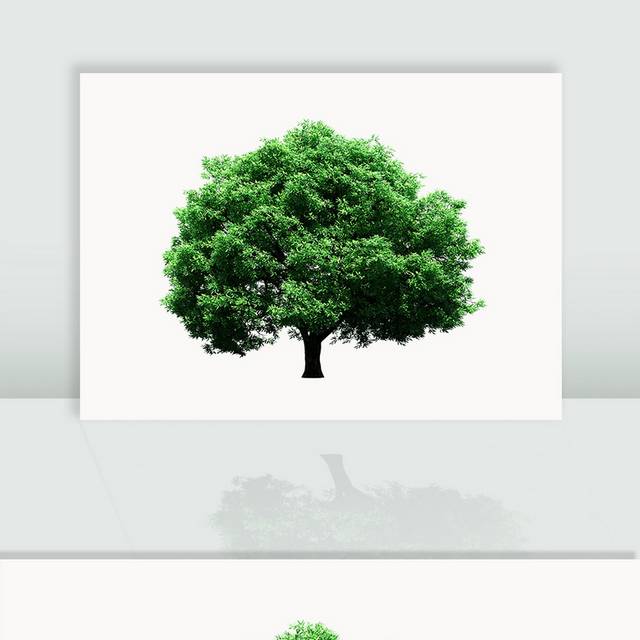 大树桉树图片