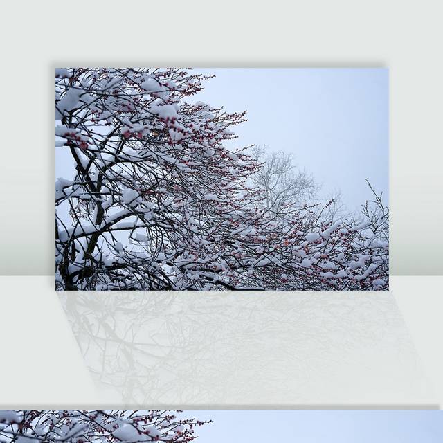 冬季梅花雪景图片