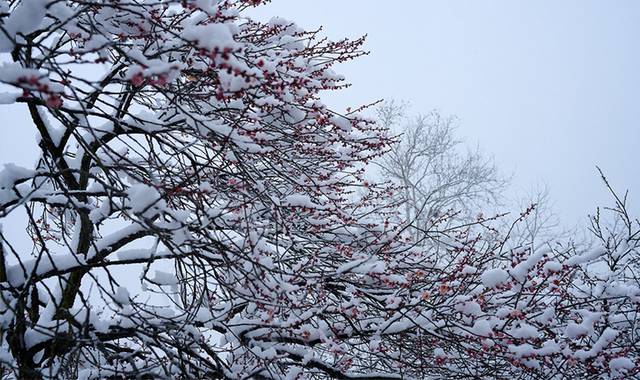 冬季梅花雪景图片