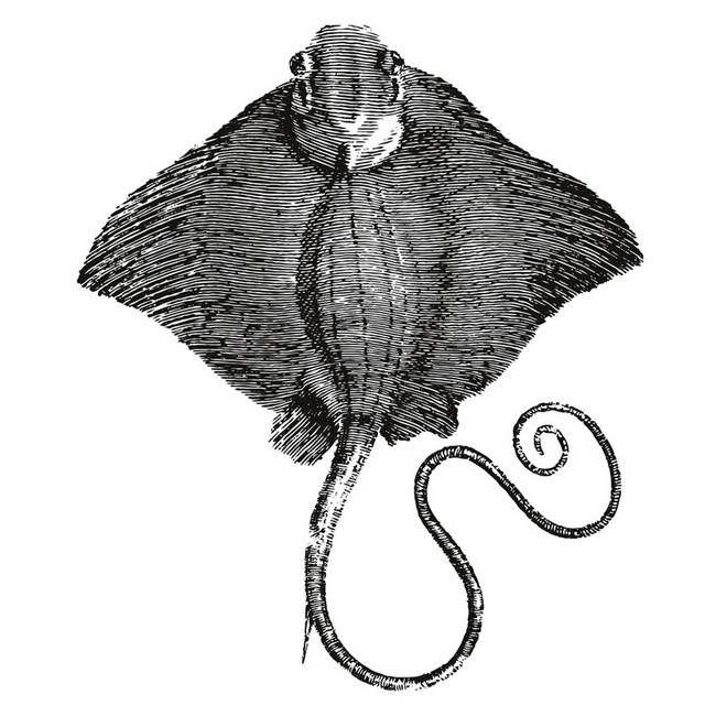 手绘海洋生物