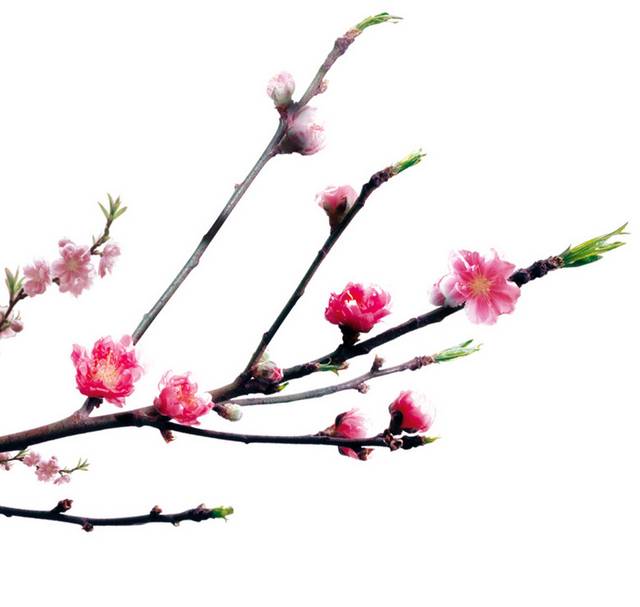 梅花元素