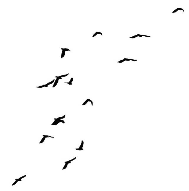 鸟
