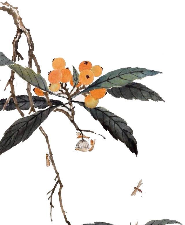 枇杷