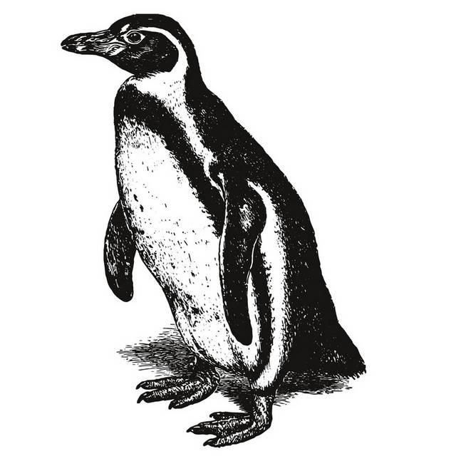 手绘海洋生物