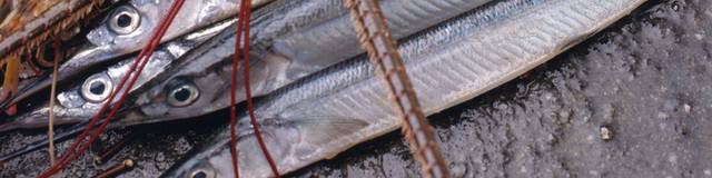 海鲜美食