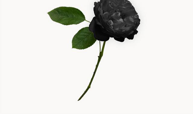 一枝黑色鲜花图片