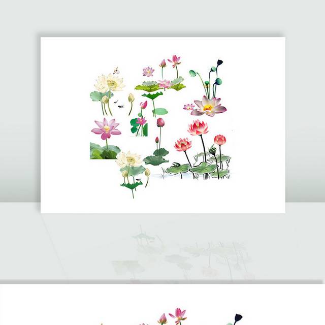 荷花素材合集
