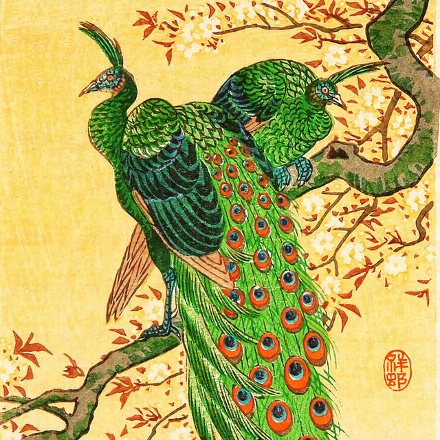 孔雀