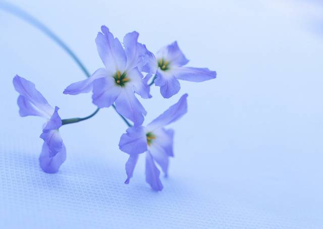 花卉