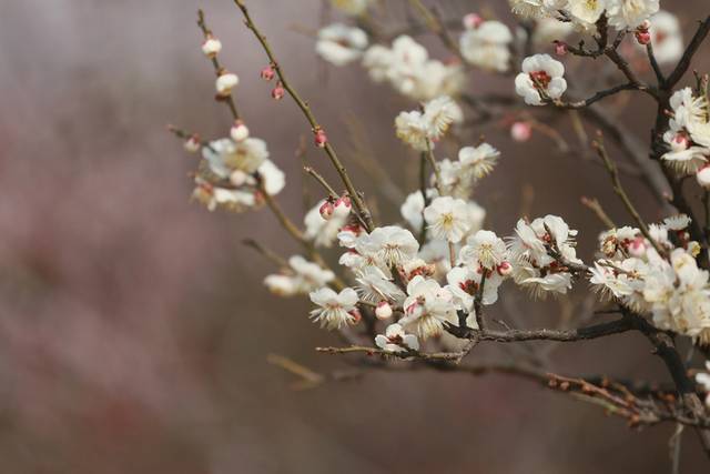 梅花图片