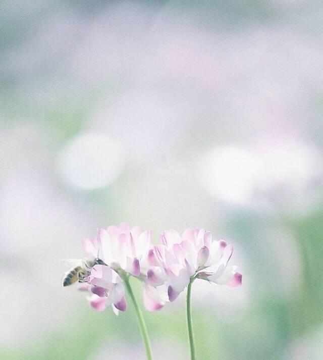 清新小花