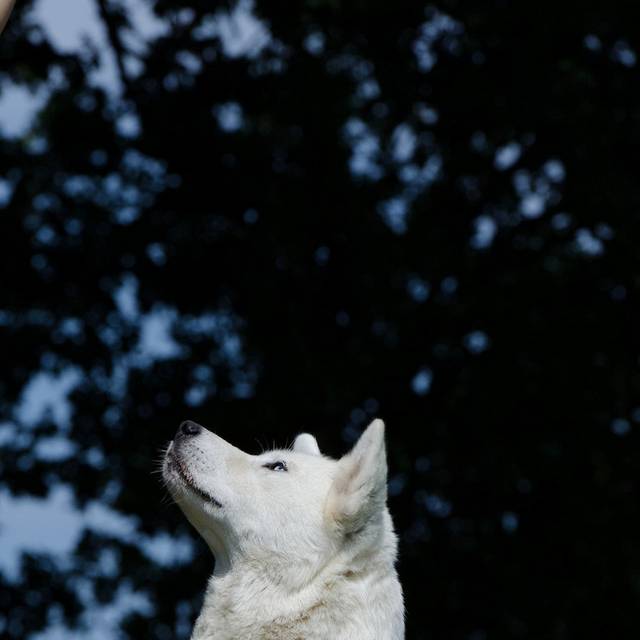 秋田犬