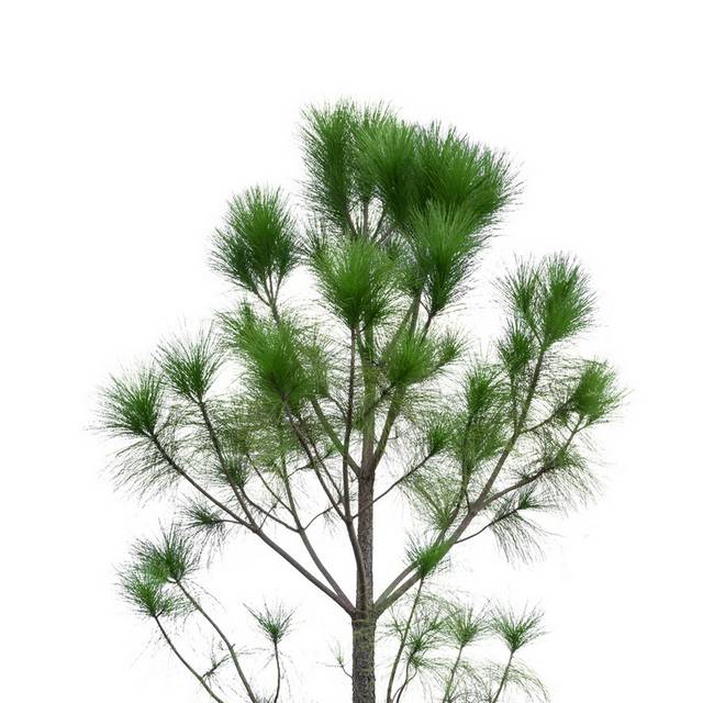 大树