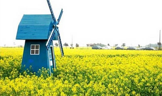 油菜花花海元素