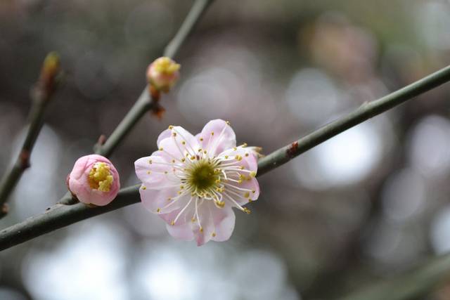 梅花图片