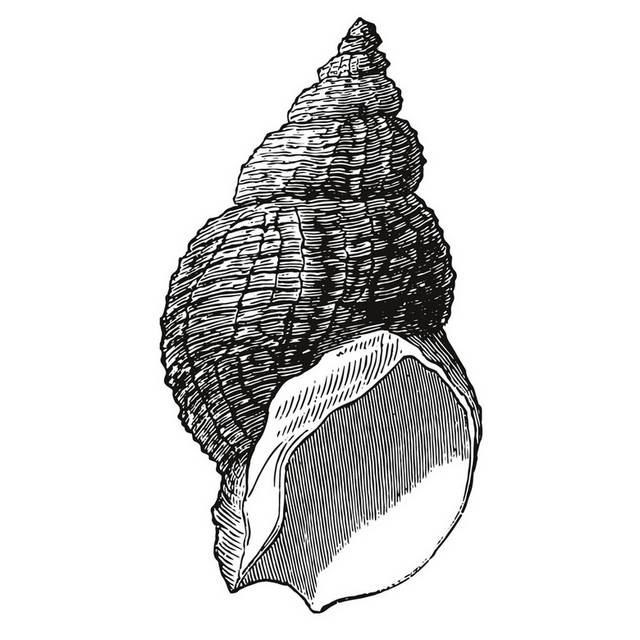 手绘海洋生物