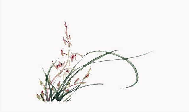 植物兰草图片_图品汇