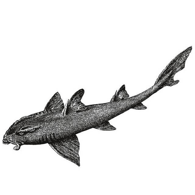 手绘海洋生物