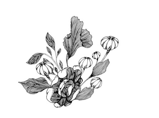 手绘植物插画9